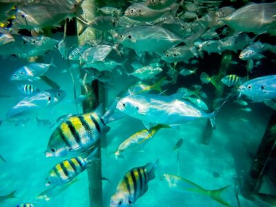 Marinarium Snorkeling Cruise