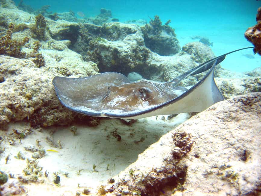 Punta Cana: Marinarium Snorkeling Cruise - The shark and stingray encounter