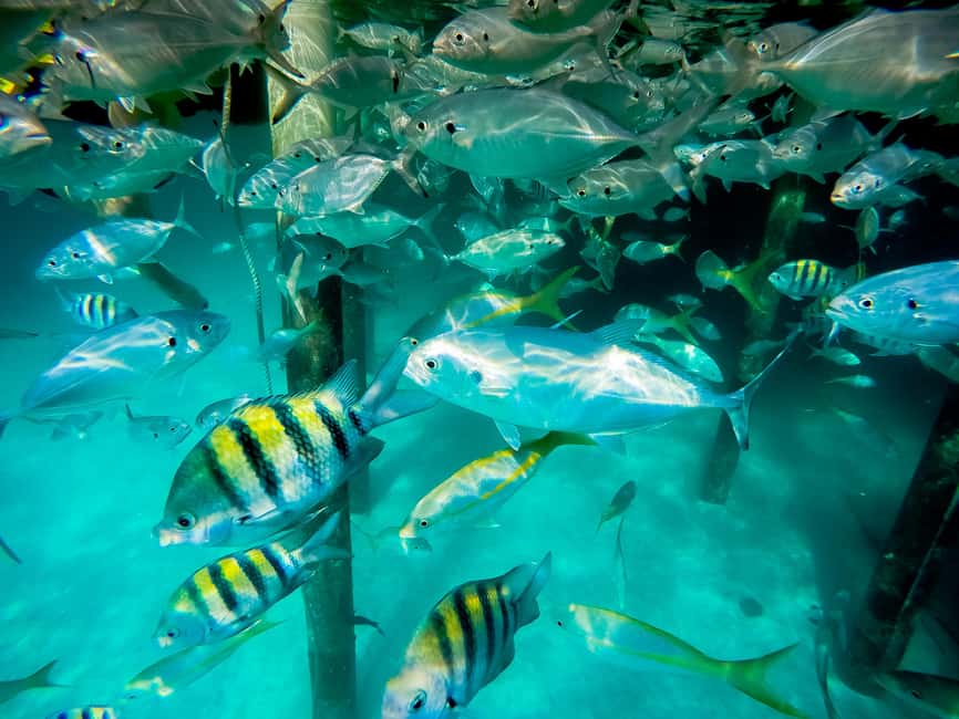 Punta Cana: Marinarium Snorkeling Cruise - Hotel pickup adds comfort, but also time