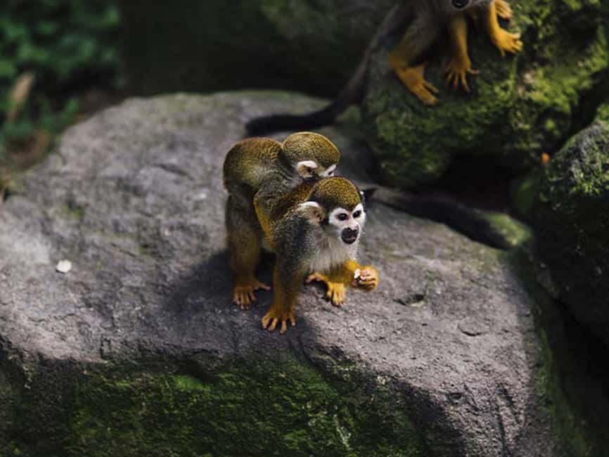 Punta Cana: Monkey Adventure by Jhoraji With Hotel Pick-Up - Four monkey species in one short Punta Cana outing