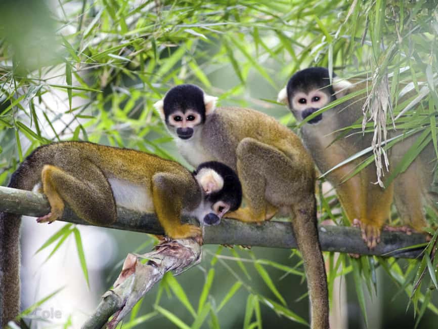 Punta Cana: Monkey Adventure by Jhoraji With Hotel Pick-Up - Bottle feeding is the sweetest moment, but keep expectations modest
