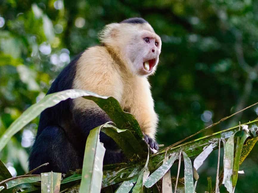Punta Cana: Monkey Adventure by Jhoraji With Hotel Pick-Up - Meeting the monkeys, one group at a time