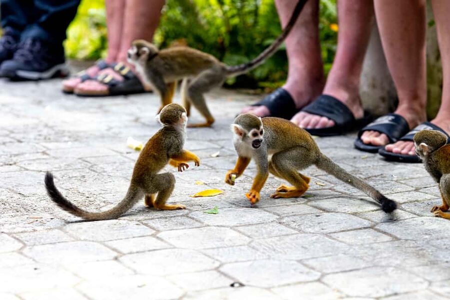 Punta Cana: Monkey Land Half-Day Safari and Plantation - The ride from Punta Cana to the hills