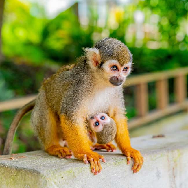 Punta Cana: Monkey Land Half-Day Safari and Plantation - How the timing usually works