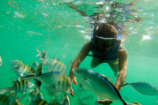 Punta Cana Party Boat Snorkeling with Music DJ and Open Bar - Dolphin viewing takes about 15 minutes