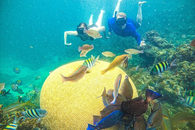 Punta Cana Private Cruise Up To 10 Snorkeling & Seafood lunch - Cabeza de Toro brings the underwater action
