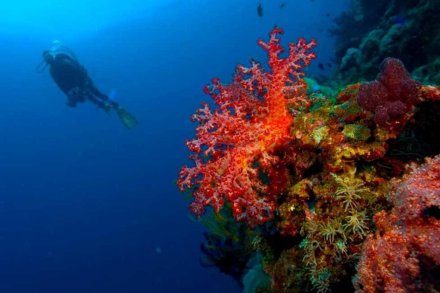 Punta Cana: Reef Diving Adventure Explore Underwater Wonders - Key points to know before booking
