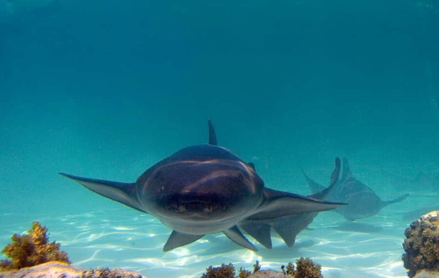 Punta Cana: Reef Explorer Access w/ Sharks & Stingrays Swim - What the $149 price really covers