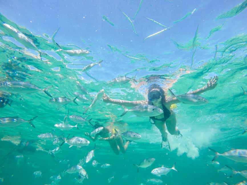 Punta Cana: Reef Explorer Access w/ Sharks & Stingrays Swim - Snorkeling on the reef and viewing the sharks