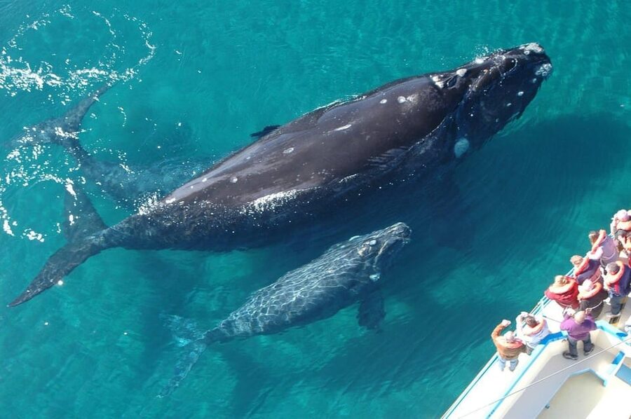 Punta Cana: Samaná Day Tour with Horse Ride and Cruise - Who will enjoy this day most