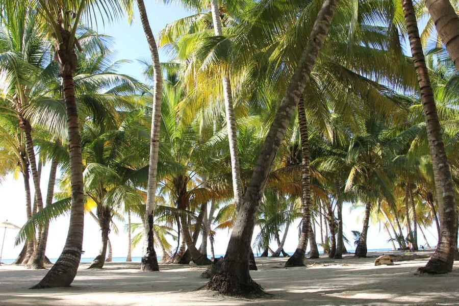 Punta Cana: Saona Island and Altos de Chavón Day Trip - The natural swimming pool and possible starfish