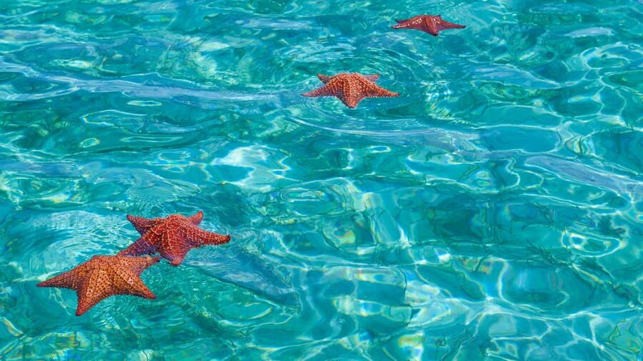 Punta Cana: Saona Island Catamaran Tour with Food & Open Bar - Who should pay $67 for this day?