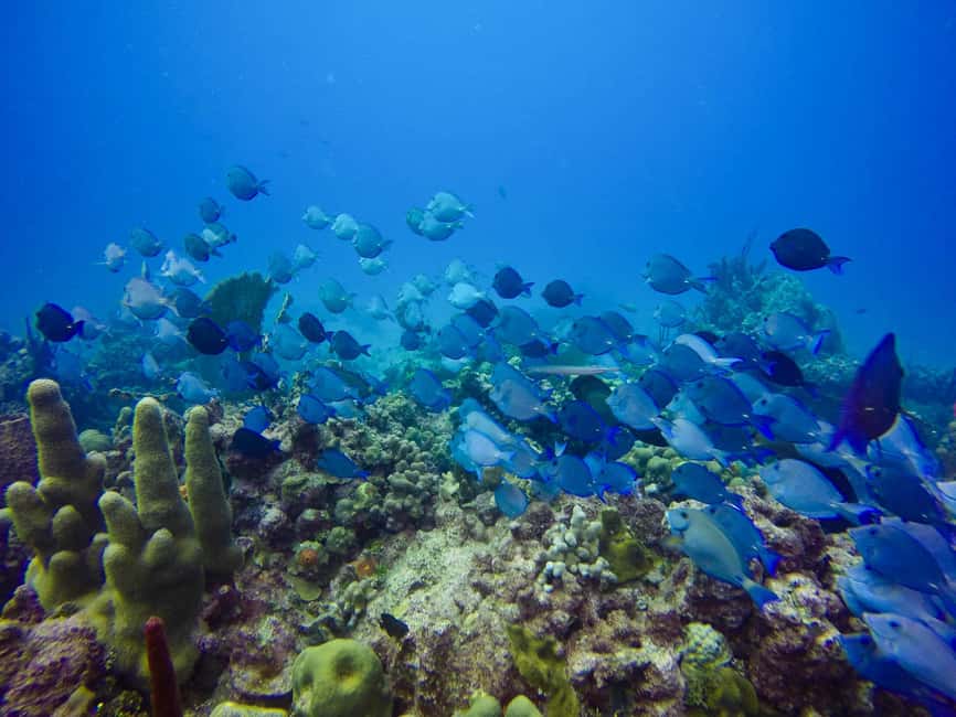 Punta Cana: Scuba Diving Adventure to Catalina Island - The Wall: coral, sponges, and changing depth