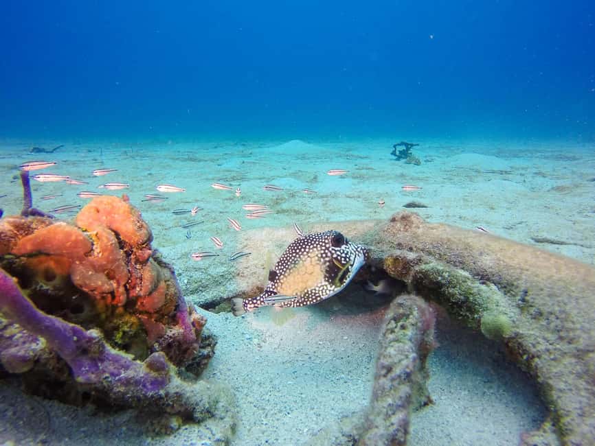 Punta Cana: Scuba Diving Adventure to Catalina Island - The Aquarium: shallower water and small details