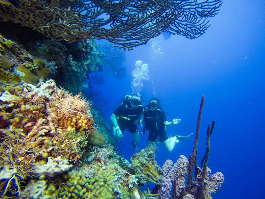 Punta Cana: Scuba Diving Adventure to Catalina Island - What the $155 price really covers