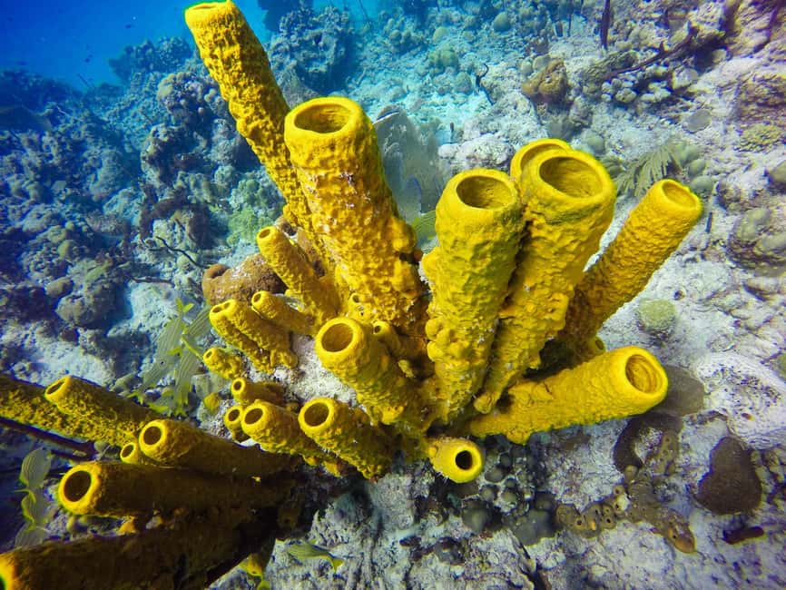 Punta Cana: Scuba Diving Adventure to Catalina Island - Who will enjoy this Catalina Island outing