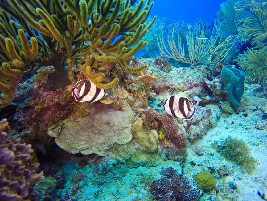 Punta Cana: Scuba Diving Adventure to Catalina Island - Should you book this Catalina Island trip?