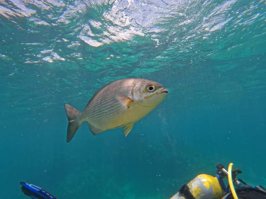 Punta Cana: Scuba Doo Adventure with Round-Trip Transfer - The glass-bottom boat ride sets the scene