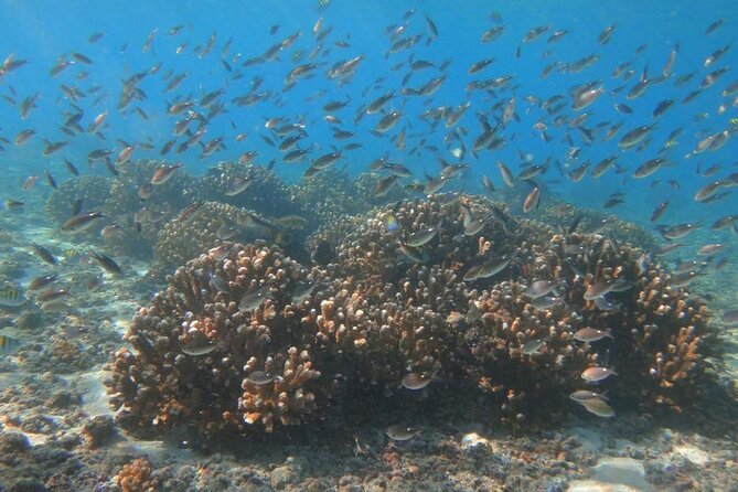 Punta Cana Speed Boat Tour and Snorkeling - Punta Cana Speed Boat Tour and Snorkeling: What you are really booking
