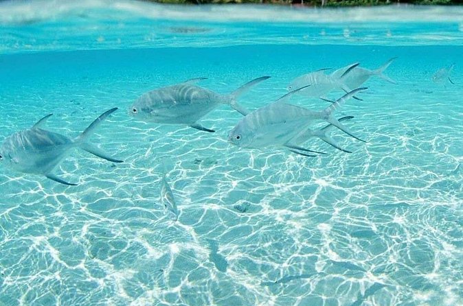 Punta Cana Speed Boat Tour and Snorkeling - The important SNUBA question