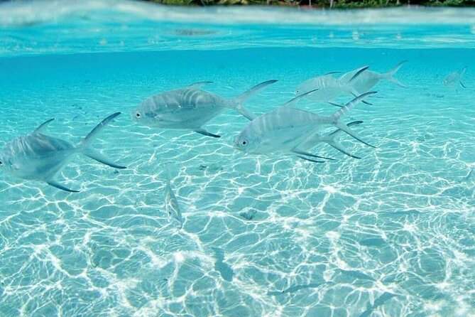 Punta Cana Speed Boat Tour and Snorkeling - Who will enjoy this most?