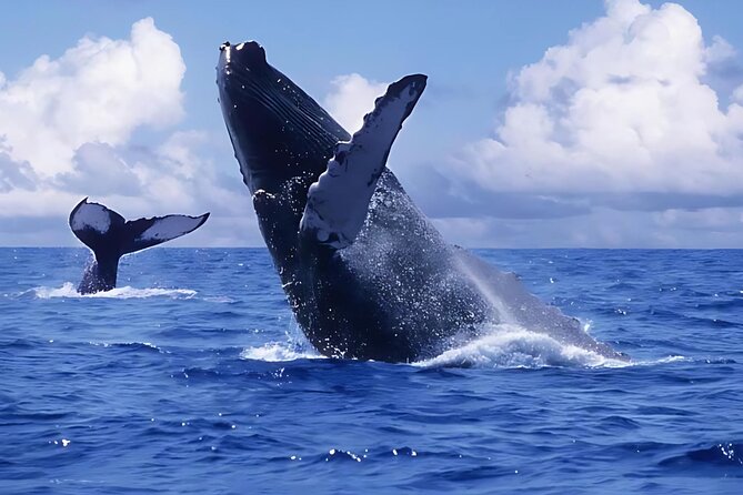Punta Cana Whale Watching and Bacardi Island Day Trip - Key points at a glance