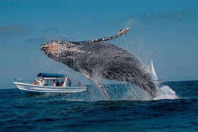 Punta Cana Whale Watching and Bacardi Island Day Trip - The early start from Punta Cana