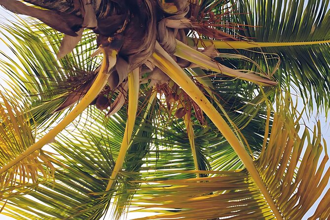 Punta Cana Whale Watching and Bacardi Island Day Trip - What to bring and how to prepare