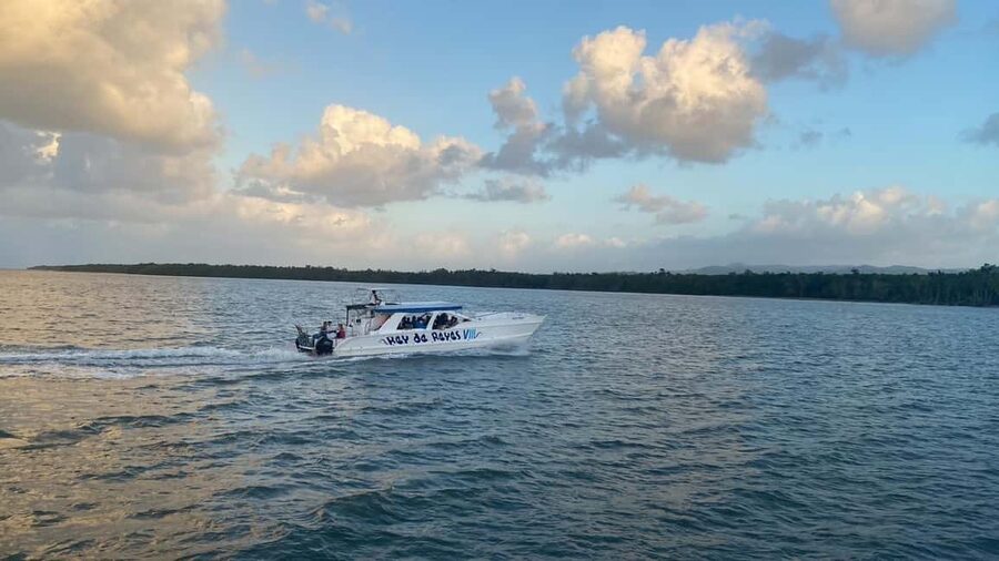 Punta Cana: Whale Watching, Cayo Levantado & Limon Waterfall - The whale-watching question you should not ignore