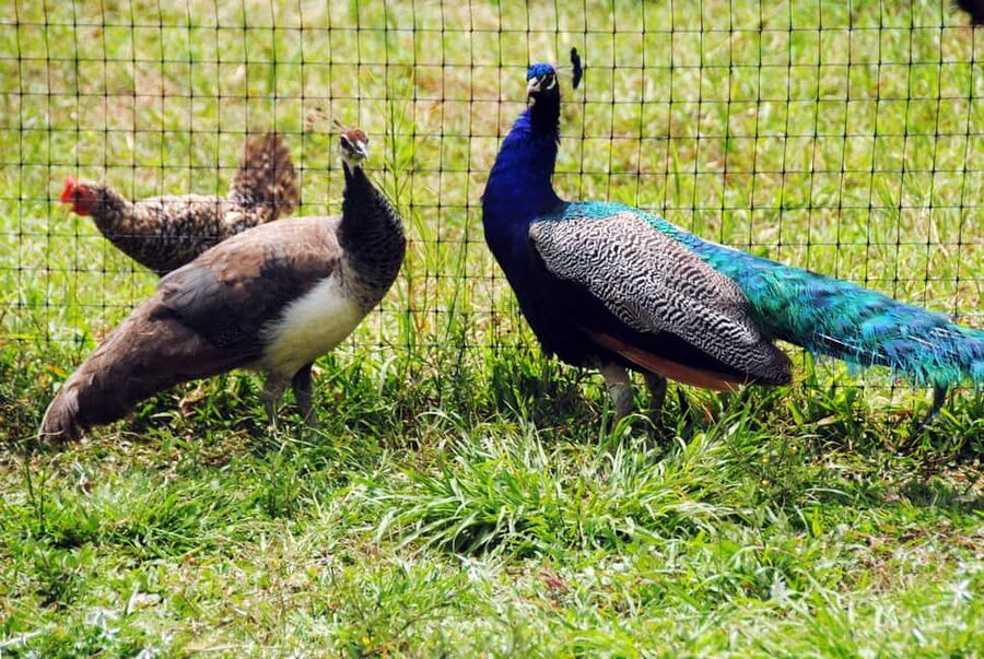 Punta Cana: Xploration Animal Park Bus Tour with Encounters - Should you book the Xploration Animal Park tour?
