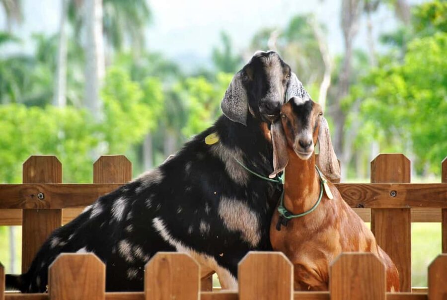 Punta Cana: Xploration Animal Park Bus Tour with Encounters - A six-hour escape into the hills of Nisibon