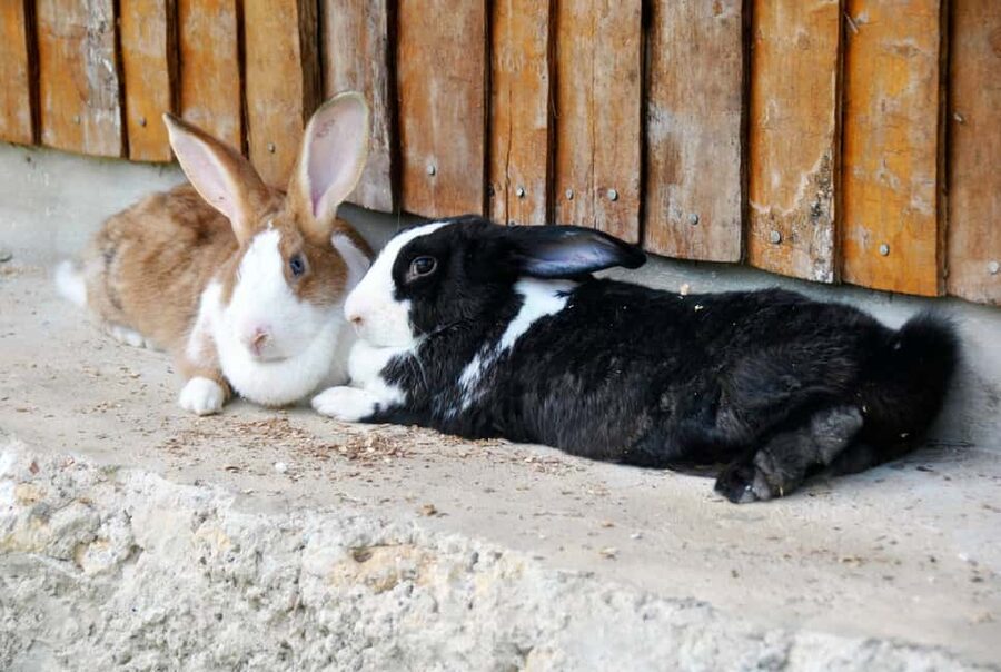 Punta Cana: Xploration Animal Park Bus Tour with Encounters - What the $90 price really covers