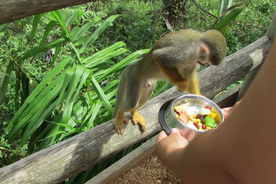 Punta Cana: Ziplines Adventures & Monkeyland Entry - Coconut House, cocoa, coffee, and local products