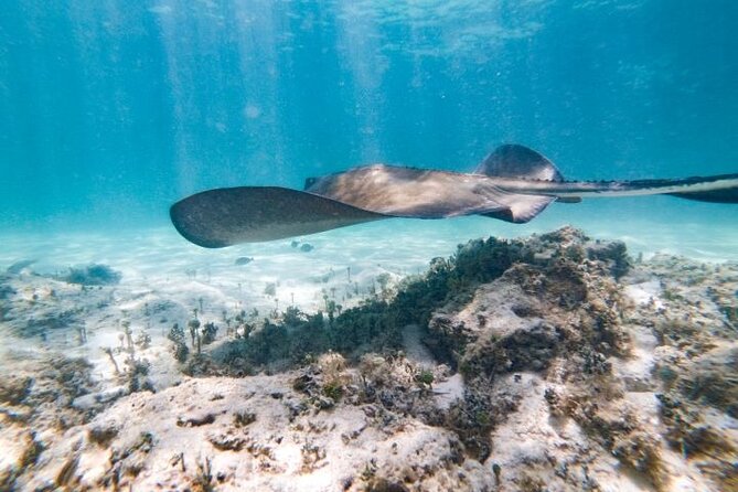 Reef Explorer Half Day Trip - What the Reef Explorer trip is really like