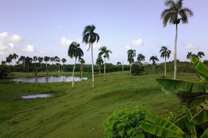 Safari Adventure - Full Day - From Punta Cana - Horseback riding through jungle plants