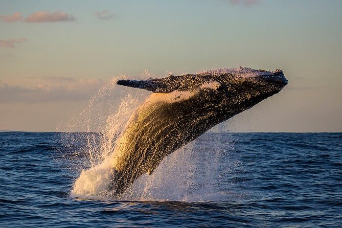 Samaná Experience Whale – The Lemon Waterfall & Bacardi Island - A big Samaná day from a Punta Cana hotel