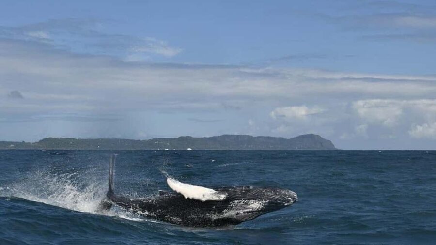Samana Whale watching and Bacardi Island from Punta Cana - Catamaran time at Cayo Levantado