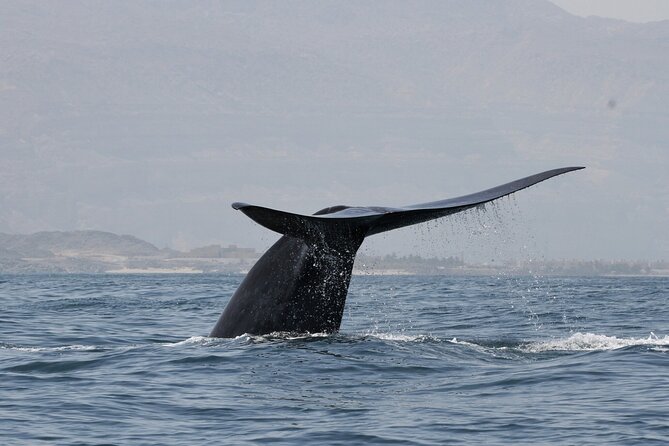 Samaná Whale Watching, waterfall & Cayo Levantado Adventure - Key points to know before booking