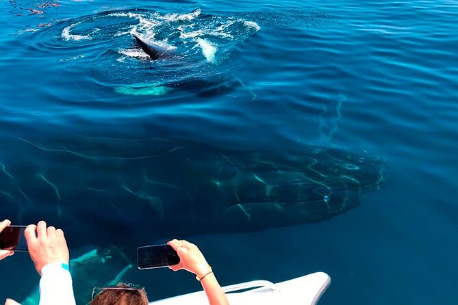 Samaná Whale Watching, waterfall & Cayo Levantado Adventure - A Dominican buffet at the ranch