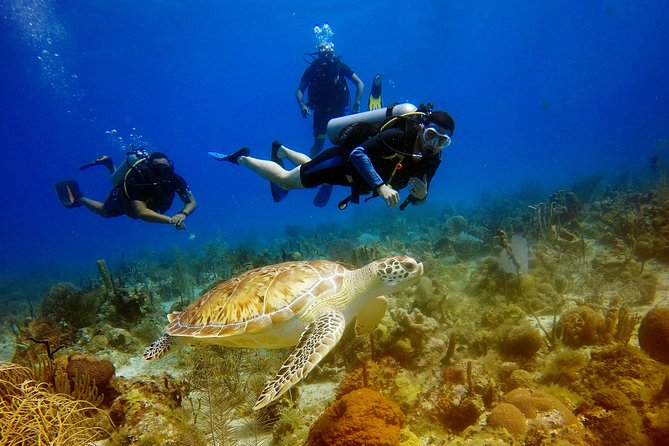 Saona Diving - Key points to know before you book