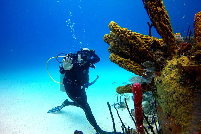 Saona Diving - Why Bayahibe and Saona make a strong pair