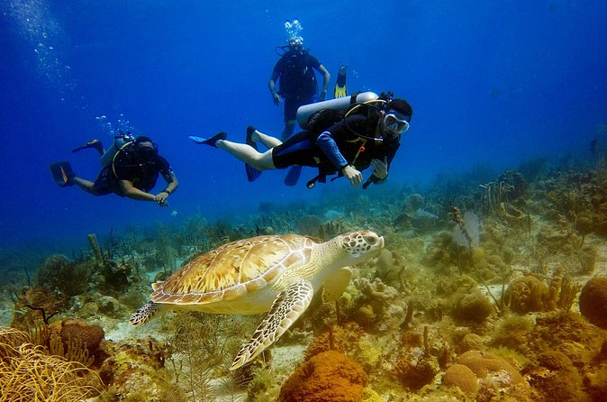 Saona Diving - Is $260 a fair price?