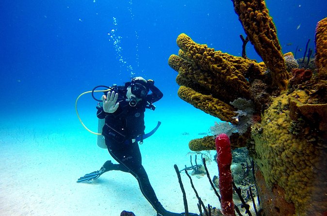 Saona Diving - Who will get the most from this tour