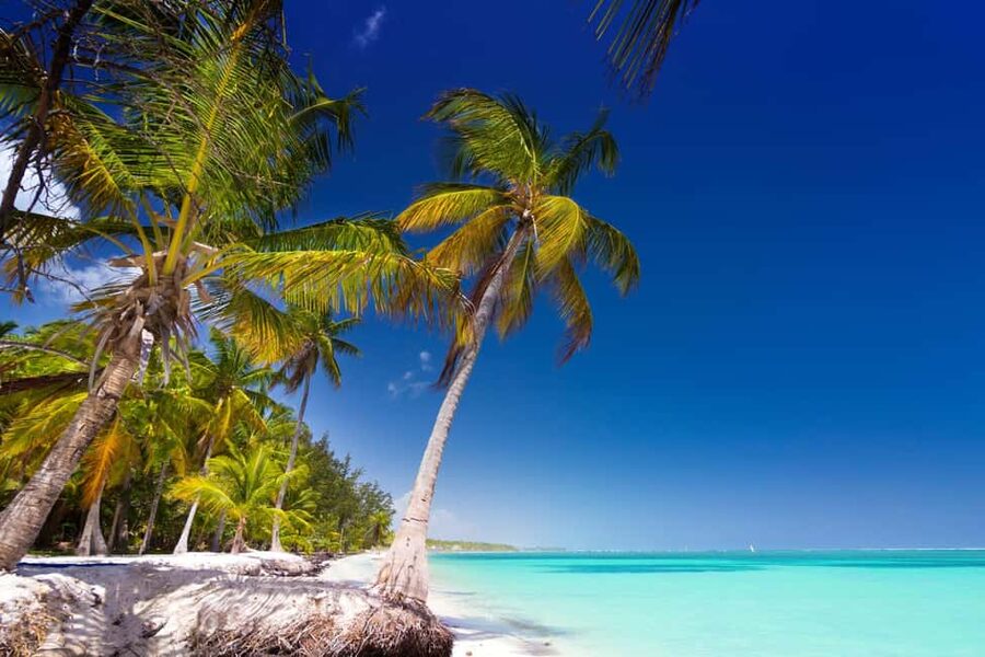 Saona Island: Catamaran/Speedboat Tour to a Dream Beach - Who should book this day trip
