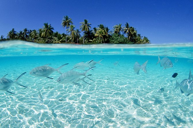 Saona Island Day Tour - Should you book the Saona Island Day Tour?