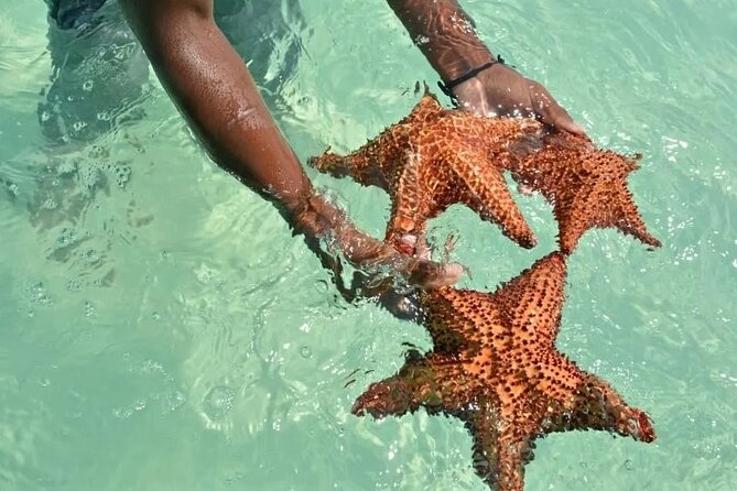 Saona Island Day Trip From Punta Cana with Lunch and Open Bar - The buffet gives you a useful break from the beach