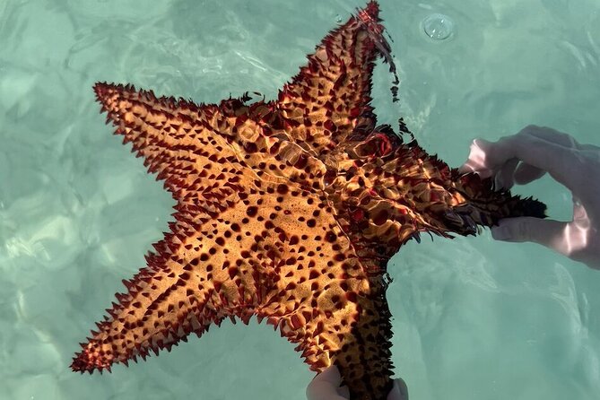 Saona Island Day Trip From Punta Cana with Lunch and Open Bar - The catamaran ride home is the social finale