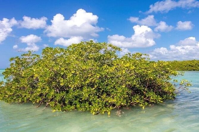 Saona Island Full-Day Tour with Lunch from Punta Cana - Saona Island beach time and natural pool swimming