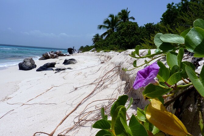 Saona Island Tour from Punta Cana with Lunch, Open Bar & Pickup - The catamaran ride home, music, and dancing