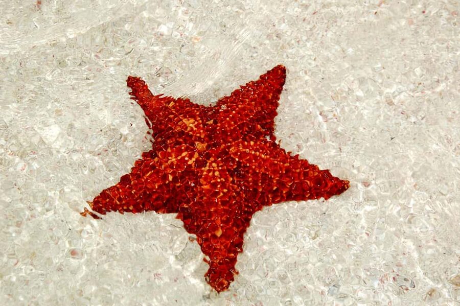 Saona Special Tour: Four Beaches & Canto Experience - Natural pools and the Caribbean starfish